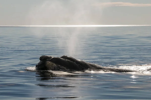 Respiration Des Baleines Péninsule Valdes Patagonie Argentine — Photo