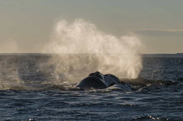 Respiration Des Baleines Péninsule Valdes Patagonie Argentine — Photo