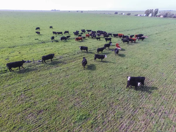 aerial view of cows, Pampas, Argentina