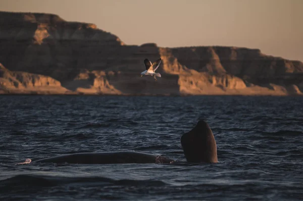 Whale pectoral fin, Peninsula Valdes, Patagonia, Argentina