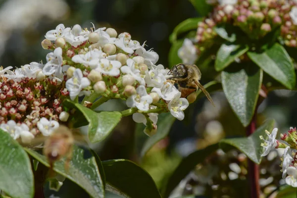 Bee Bloem Patagonië Argentinië — Stockfoto