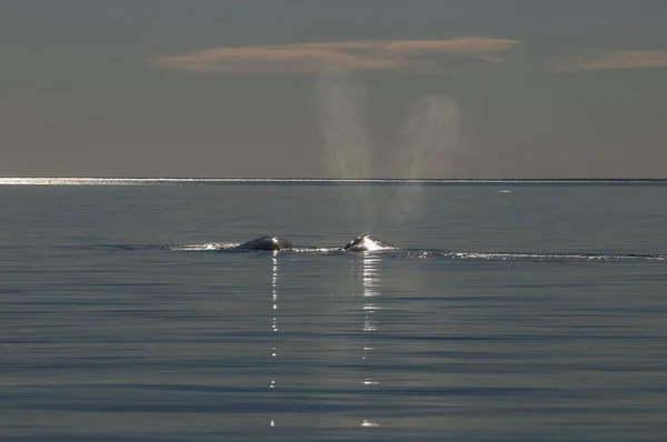 クジラの呼吸 バルデス半島 パタゴニア アルゼンチン — ストック写真