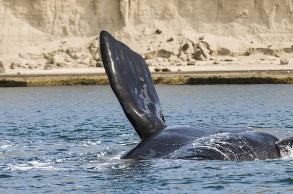 Whale pectoral fin, Peninsula Valdes, Patagonia, Argentina