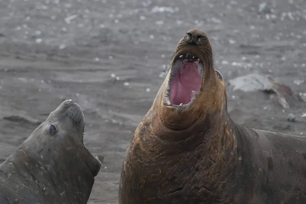 Elephant Seals Hannah Point Antarctic Peninsula — Stock Photo, Image