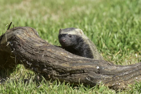 Guarnição Patagônia Grama Argentina — Fotografia de Stock