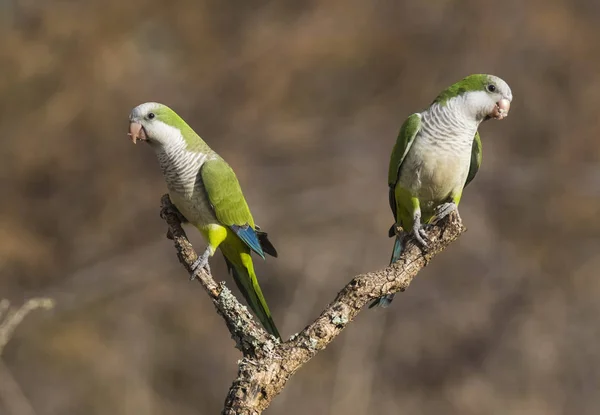 Perruches Dans Jungle Pampa Patagonie Argentine — Photo