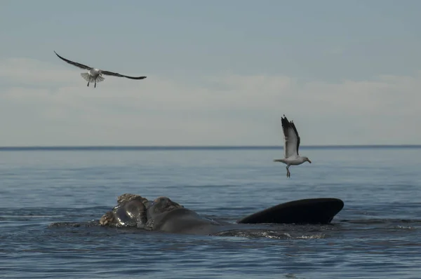 Seagulls Right Whale Peninsula Valdes Patagonia — Stock Photo, Image