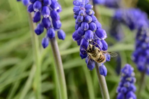 Abeja Flor Patagonia Argentina —  Fotos de Stock