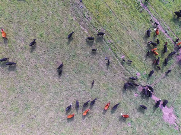 aerial view of cows, Pampas, Argentina