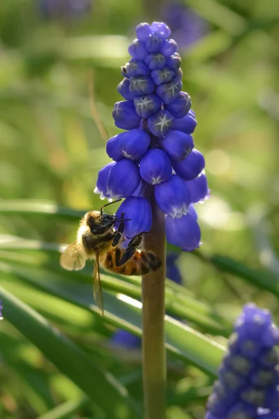 Abeja Flor Patagonia Argentina —  Fotos de Stock