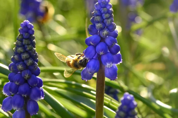 Abelha Flor Patagônia Argentina — Fotografia de Stock