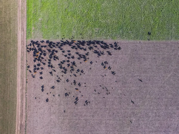 aerial view of cows, Pampas, Argentina