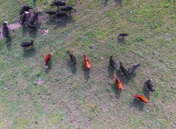 Vista Aérea Vacas Buenos Aires Argentina — Foto de Stock