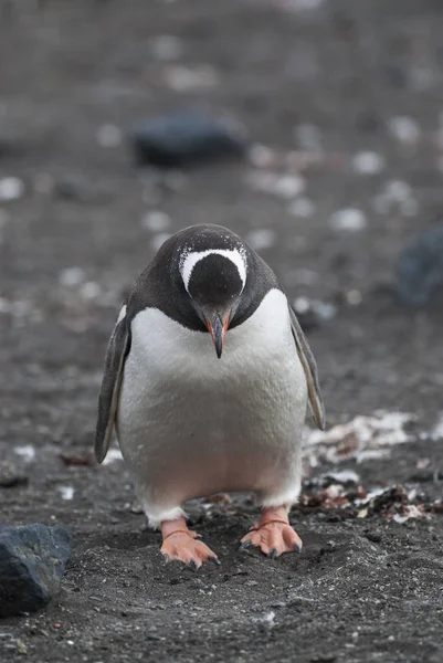 Gentoo Penguin Hannah Point Antarctique — Photo