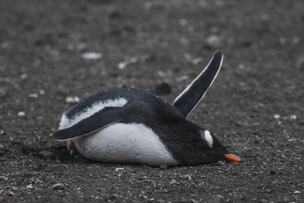Gentoo Penguin Hannah Point Antártida — Fotografia de Stock