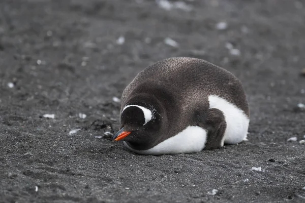 Gentoo Penguin Hannah Point Antártida — Fotografia de Stock