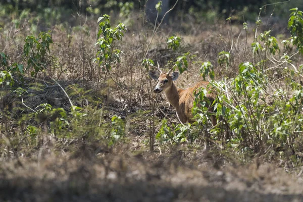 Cervo Pântano Pantanal Brasil — Fotografia de Stock