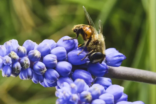 Abeja Flor Patagonia Argentina —  Fotos de Stock