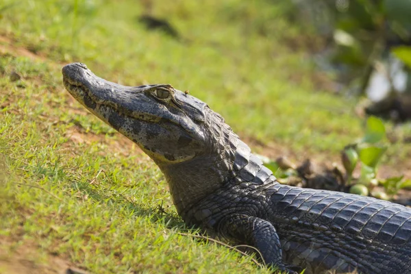 Caimán Negro Ambiente Pantanoso Pantanal Brasil — Foto de Stock