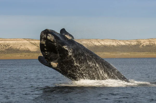 Saut Baleine Dans Péninsule Valdes Patagonie Argentine — Photo