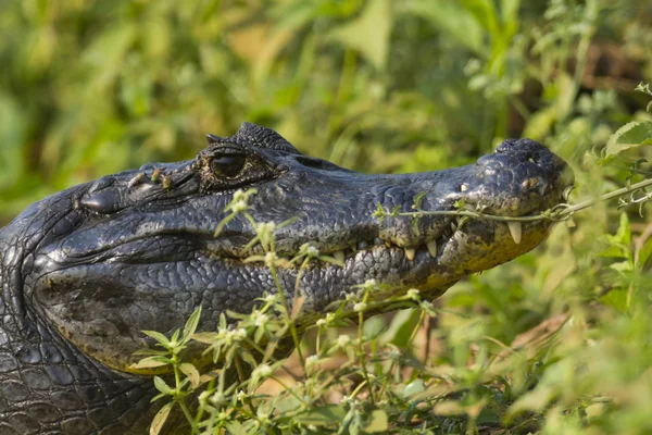 Caimán Negro Ambiente Pantanoso Pantanal Brasil — Foto de Stock