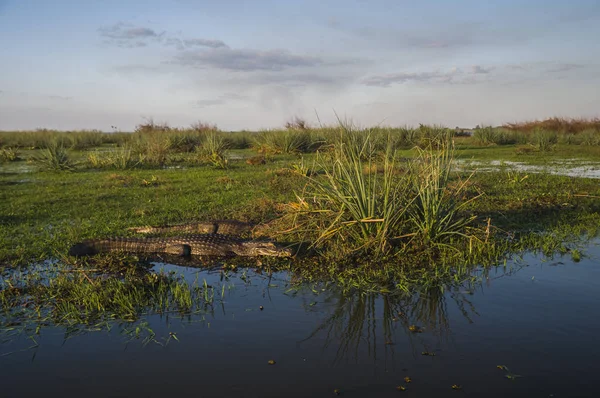 Caimans Czarny Środowisku Marsh Pantanal Brazylia — Zdjęcie stockowe