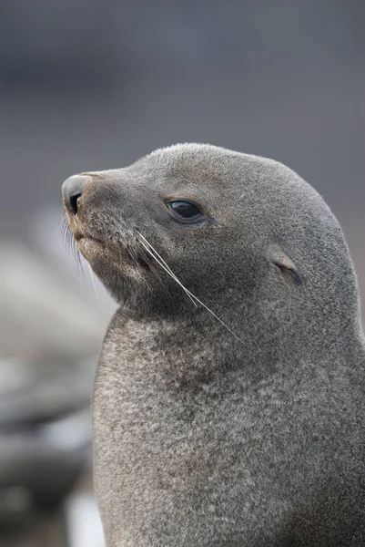 Antarctic Fur Seal Beach Antarctica — Stock Photo, Image