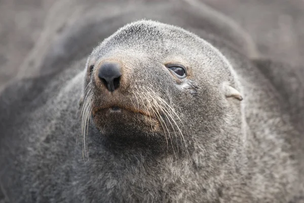 Foca Piel Antártica Playa Antártida —  Fotos de Stock