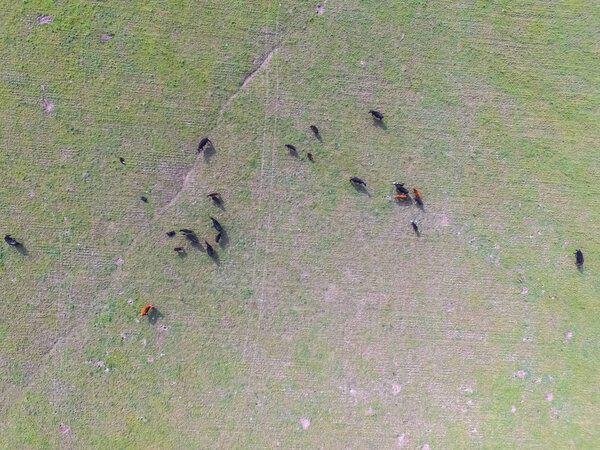 Вид с воздуха на коров, Буэнос-Айрес, Аргентина
 