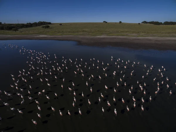 Aerial view of Flamingos in La Pampa, Argentina