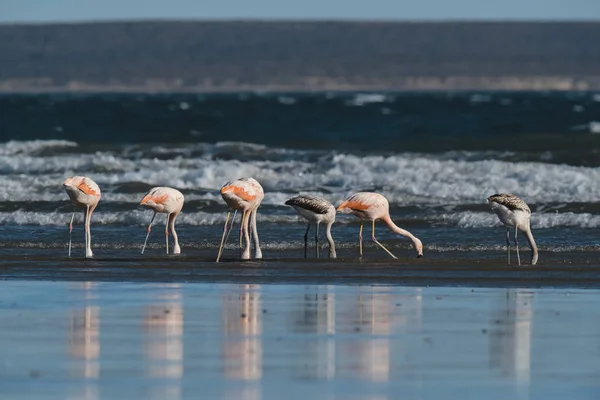 Flamingos Ernähren Sich Strand Halbinsel Valdes Patagonien Argent — Stockfoto