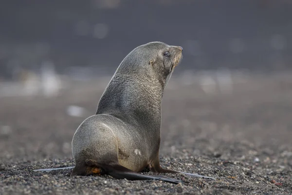 Foca Pelliccia Antartica Isola Dell Inganno — Foto Stock