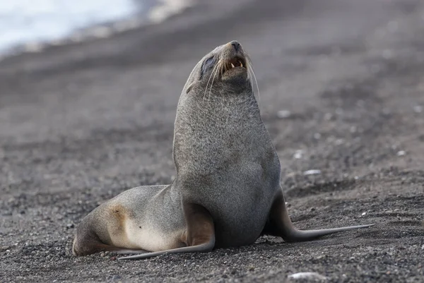 Foca Piel Antártica Isla Decepción — Foto de Stock