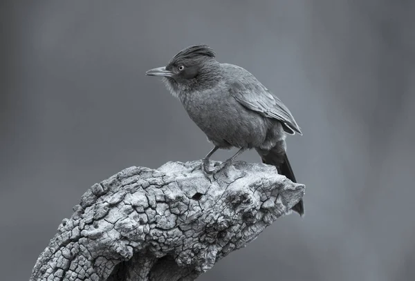 Hnědé Cacholote Pták Pampy Regionu Argentina — Stock fotografie