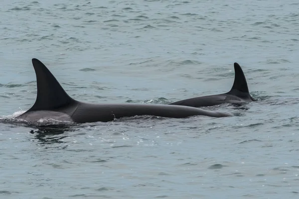 Orcas Avcılık Patagonia Arjantin — Stok fotoğraf