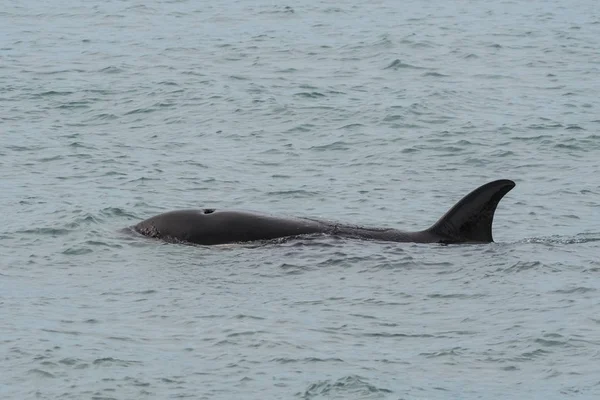 Orca Hunting Patagônia Argentina — Fotografia de Stock
