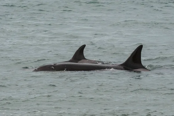 Caza Orcas Patagonia Argentina — Foto de Stock