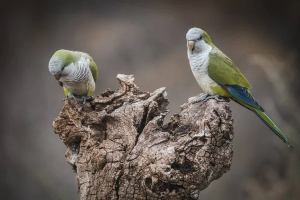 Perruches Dans Jungle Pampa Patagonie Argentine — Photo