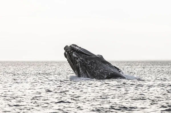 Saut Baleine Dans Péninsule Valdes Patagonie Argentine — Photo