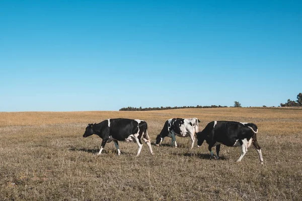 Dairy Cows Pampas Landscape Patagonia — Stok fotoğraf