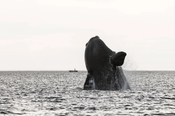 Salto Ballenas Península Valdés Patagonia Argentina — Foto de Stock