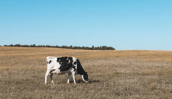 Vaca Leiteira Pampas Paisagem Patagônia — Fotografia de Stock