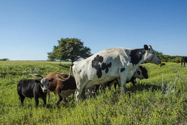 Vacas Leiteiras Pampas Paisagem Patagônia — Fotografia de Stock