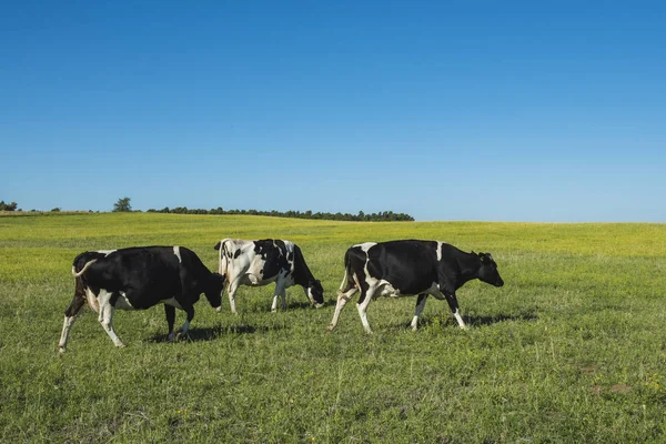Dairy Cows Pampas Landscape Patagonia — Zdjęcie stockowe