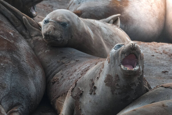  Elephant seals, Hannah Point, Antarctic peninsula.