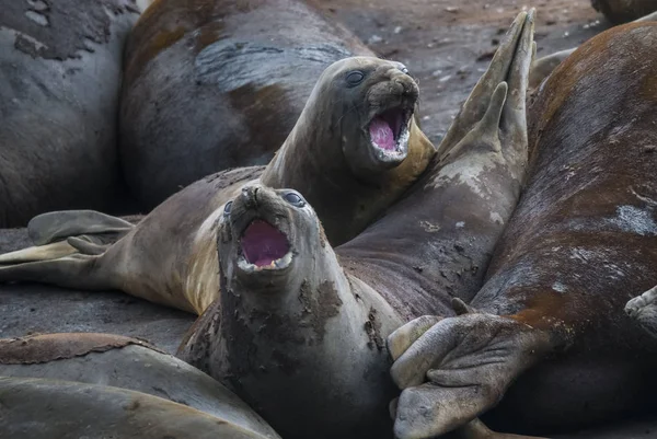 Elephant seals, Hannah Point, Antarctic peninsula.