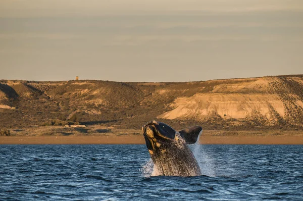 Saut Baleine Dans Péninsule Valdes Patagonie Argentine — Photo