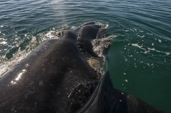 Walvis Ademhaling Peninsula Valdes Patagonia Argentinië — Stockfoto