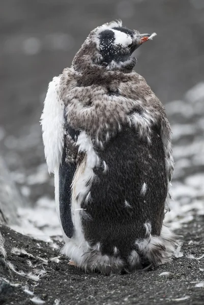 Gentoo Pengueni Hannah Noktası Antarktika — Stok fotoğraf