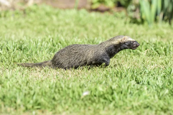 Little Grison Pampas Patagonië Argentinië — Stockfoto